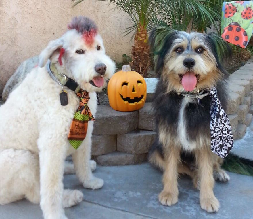 Rex 17 Yrs Old , Hank 7? Yrs Old, Redondo Beach,ca