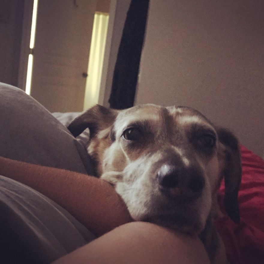 Ginge, ~12 Years Old (rescue), Delran, New Jersey