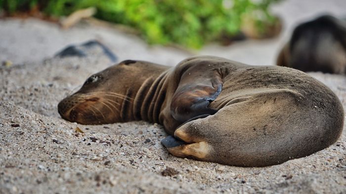 My Photographs Of Sea Lions From My Week In The Galápagos