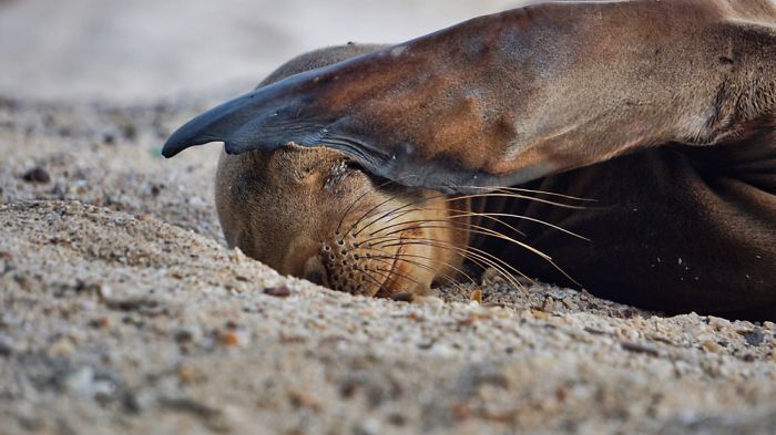 My Photographs Of Sea Lions From My Week In The Galápagos