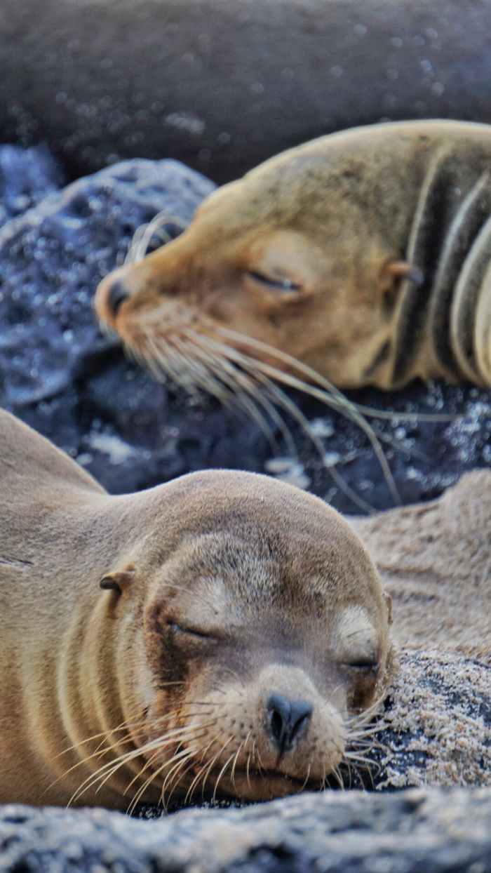 My Photographs Of Sea Lions From My Week In The Galápagos