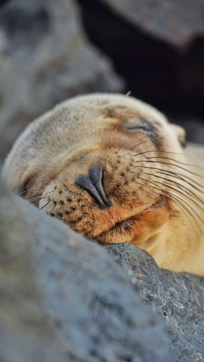 My Photographs Of Sea Lions From My Week In The Galápagos