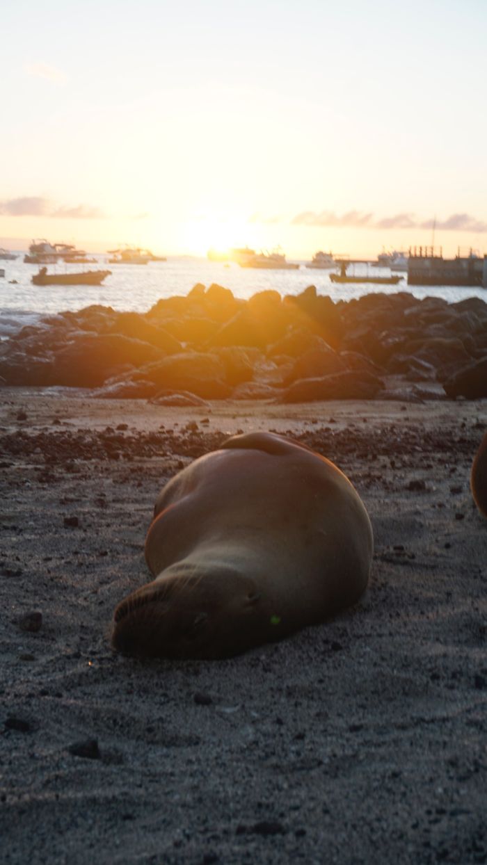 My Photographs Of Sea Lions From My Week In The Galápagos
