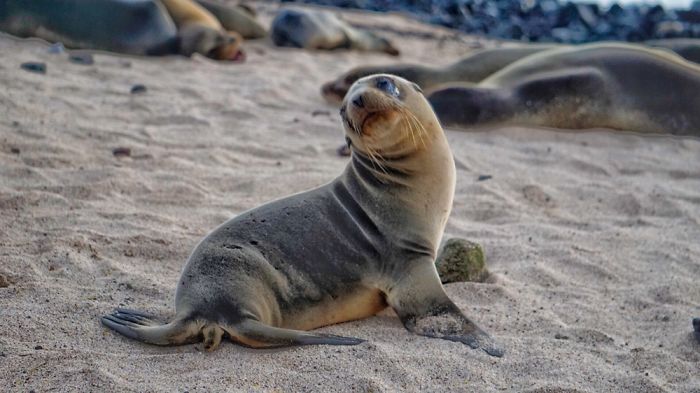 My Photographs Of Sea Lions From My Week In The Galápagos
