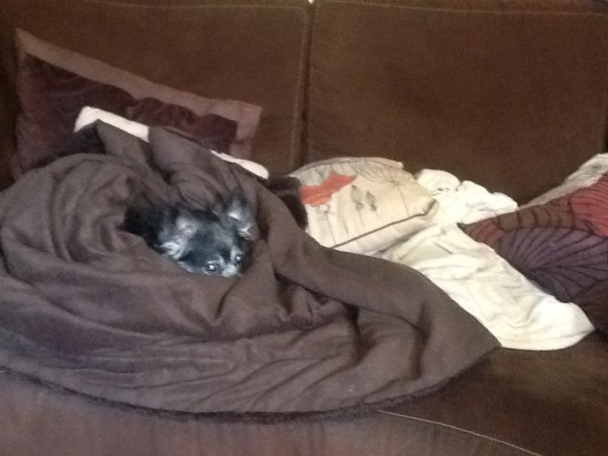 My Dog Ralphie, 1999-2017