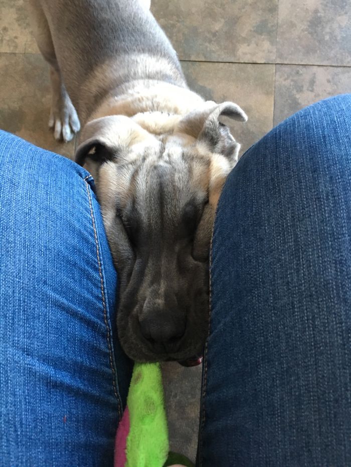 Must Have Squeaky Toy!