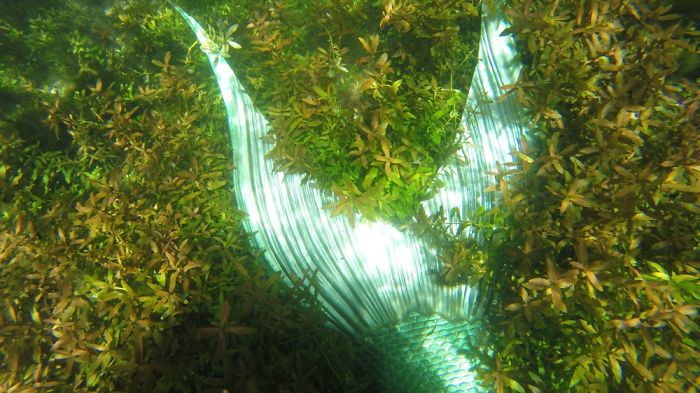 The Real Life Professional Mermaid