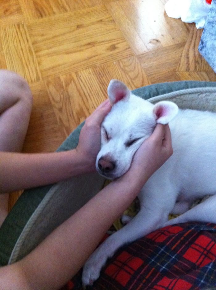 My Late Furbaby 💙