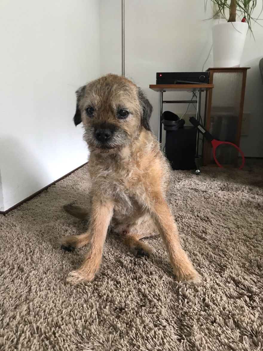 Borri, 14 Years And 4 Months, Passed Away Last Week, Picture Taken Hour Before He Died.