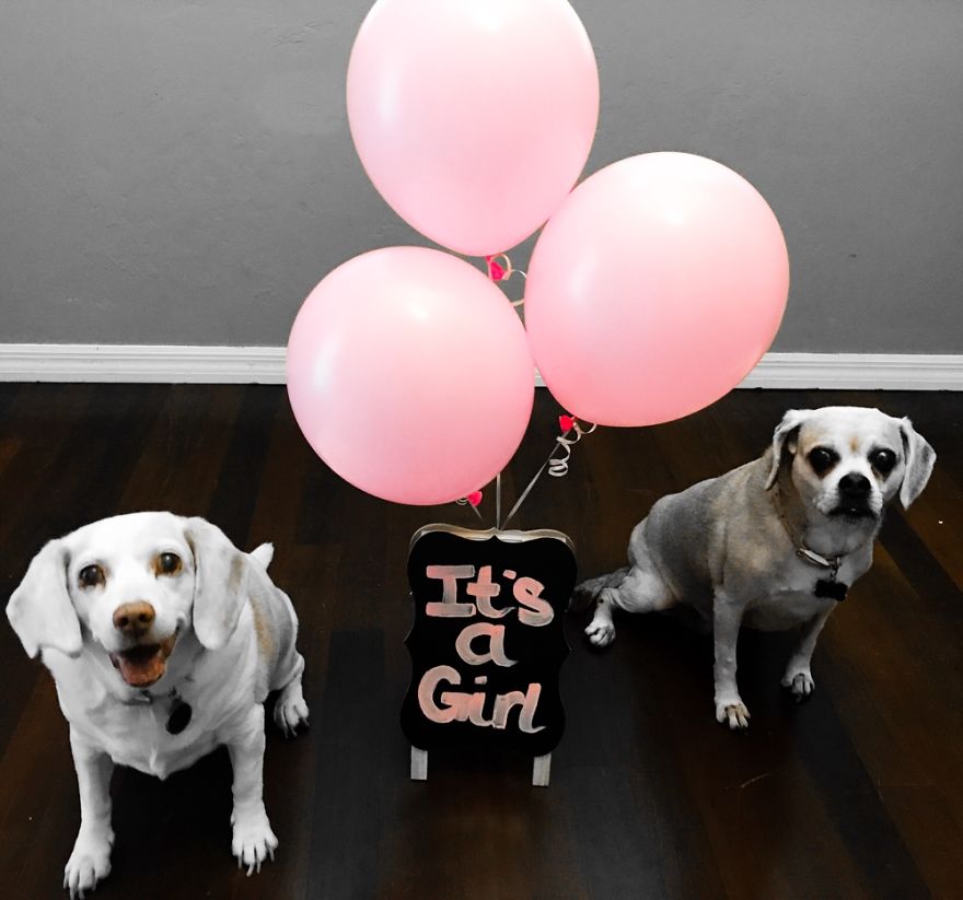 Butter (beagle) 16 Years And Her Sister Peanut (puggle) 15 Years Old. Fort Myers, Fl.