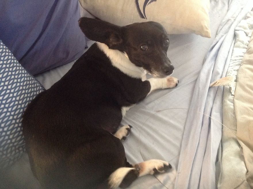 Squirty, 13 Years Young.