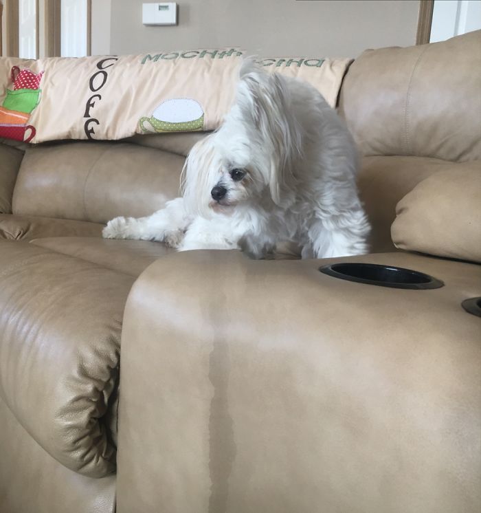 Panoramic Of My Parents Maltese Getting Up