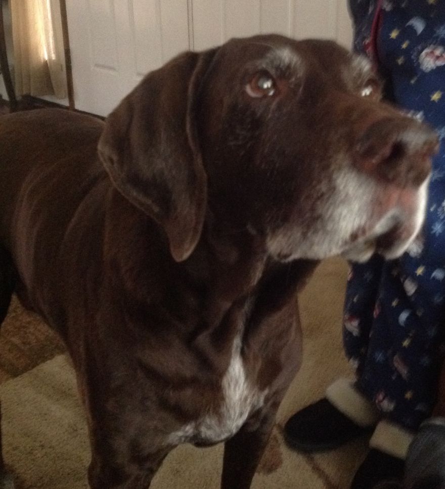 Sampson, 15, German Shorthaired Pointer, Warwick, Ri