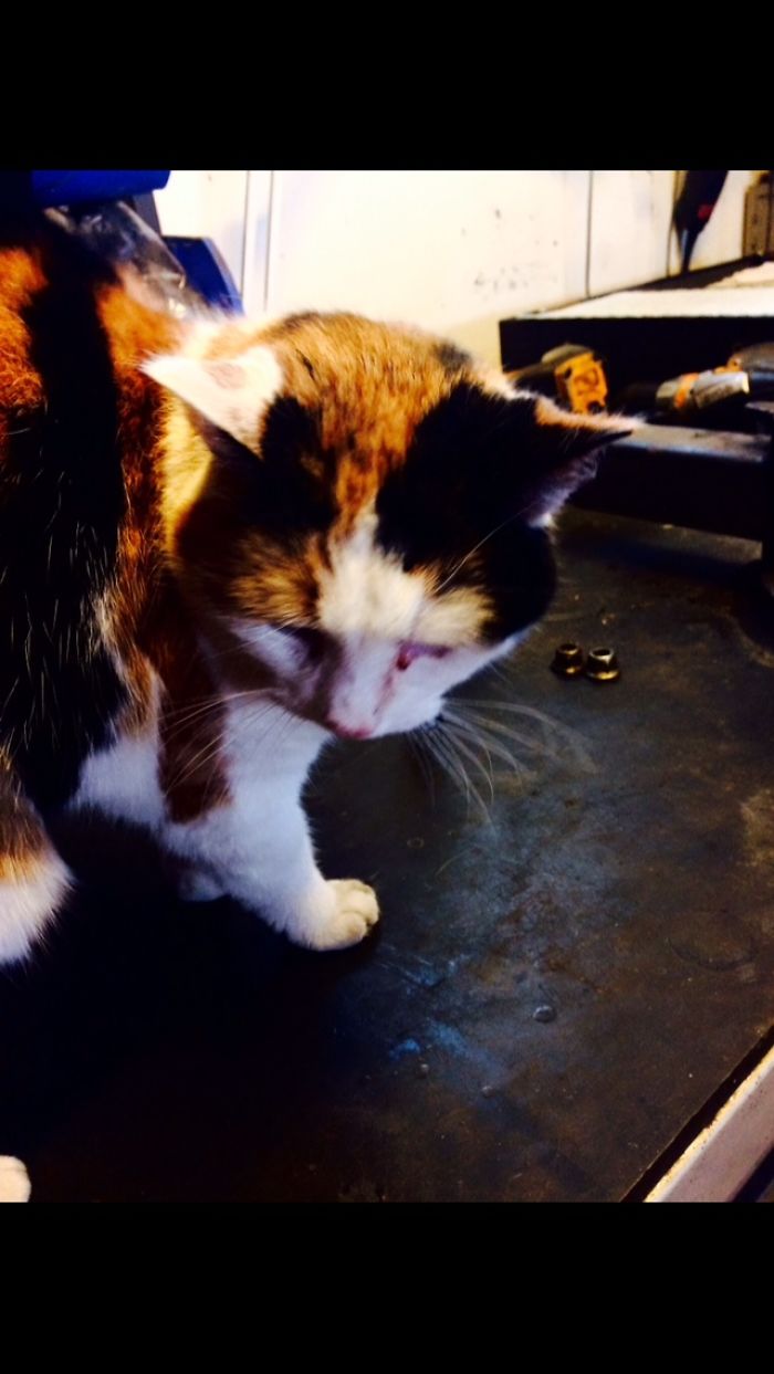 I Photographed My Thirteen Years Old Cat Named Misu.