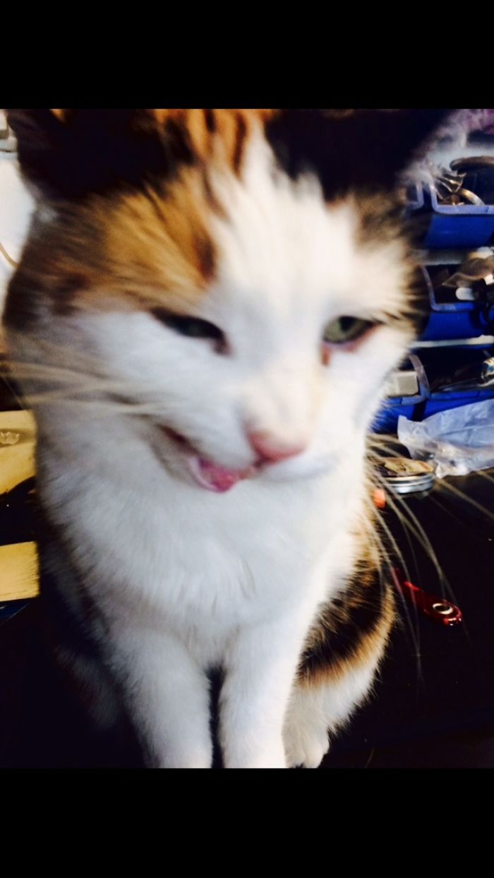 I Photographed My Thirteen Years Old Cat Named Misu.