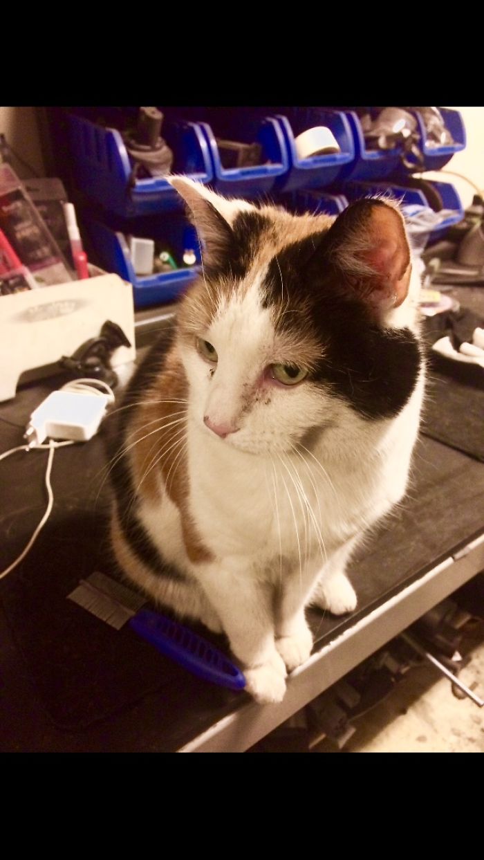 I Photographed My Thirteen Years Old Cat Named Misu.