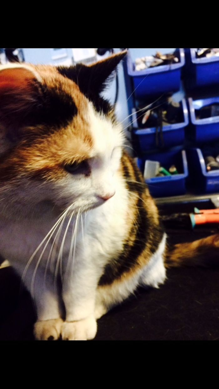 I Photographed My Thirteen Years Old Cat Named Misu.