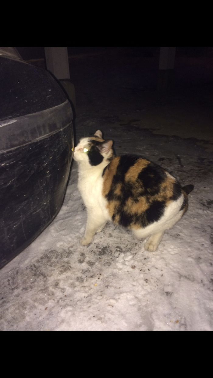 I Photographed My Thirteen Years Old Cat Named Misu.