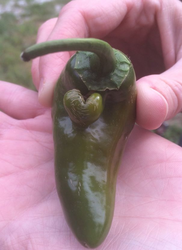 From The Garden, With Love