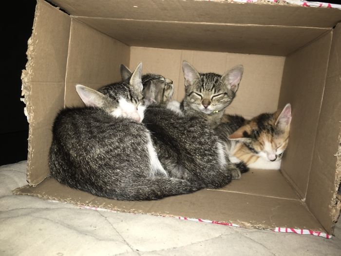 They Have Own Beds...