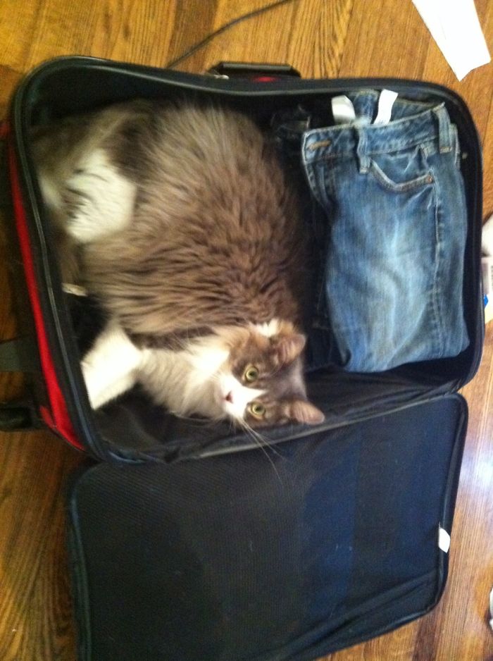 If I Fit, Can I Come With?