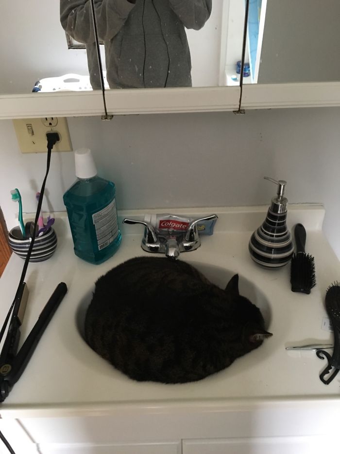 Stryker Loves To Sleep In Our Sink