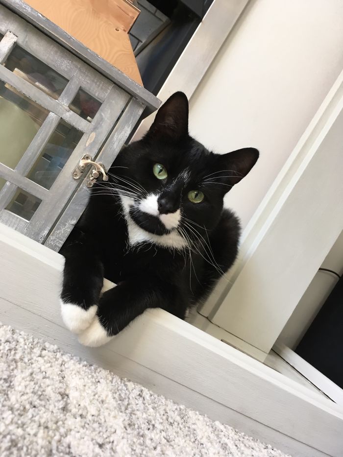 So Much Room In The House But If I Fits I Sits