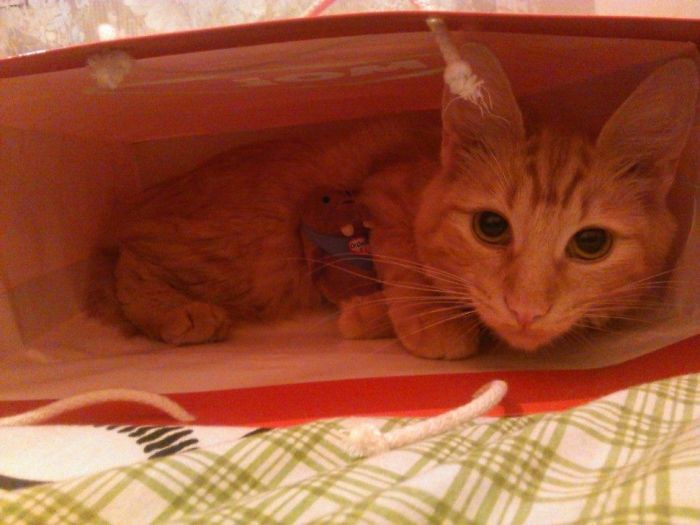 Kira In A Gift Bag