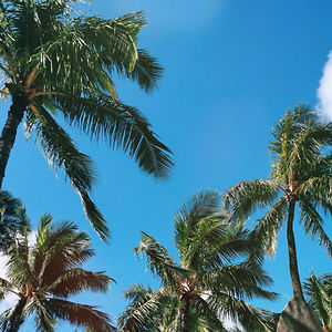 zibaartystone avatar