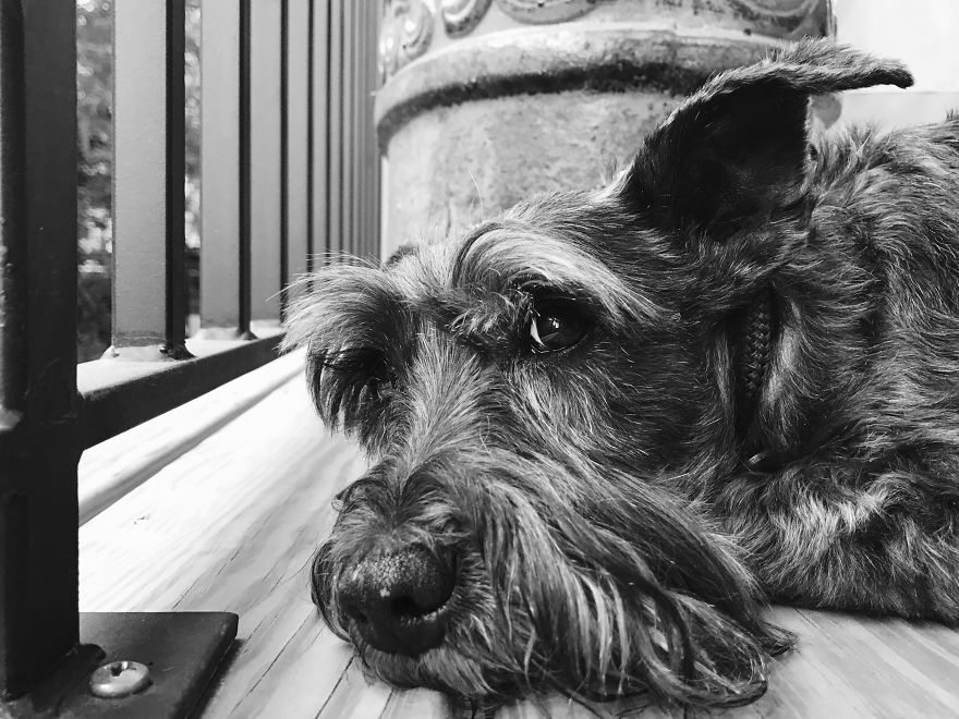 Gus, 14 Years Old Atlanta, Ga