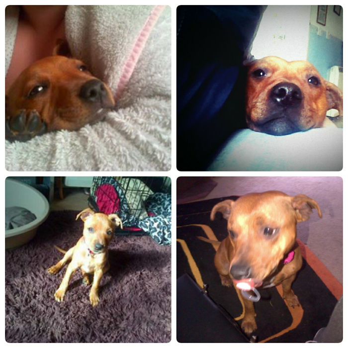 Still Thinks She's A Pup At 3