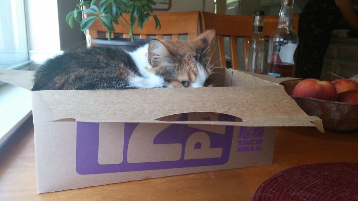 Tacocat