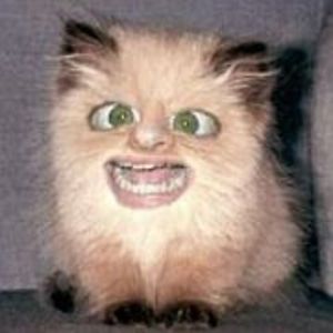 flyingaquapigs avatar