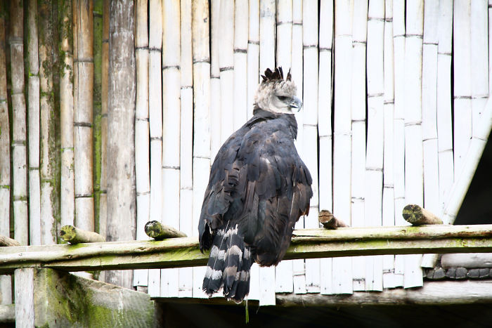 a big eagle sitting on a wooden construction