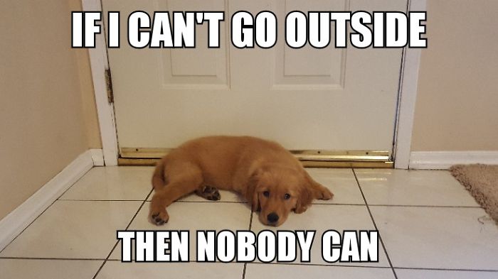 I Took Photos Of My 4-month-old Puppy & Added Captions To Them Of Her Thoughts