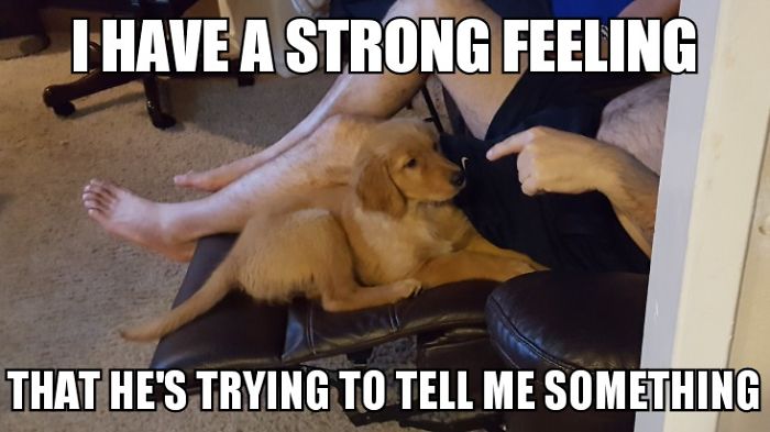 I Took Photos Of My 4-month-old Puppy & Added Captions To Them Of Her Thoughts