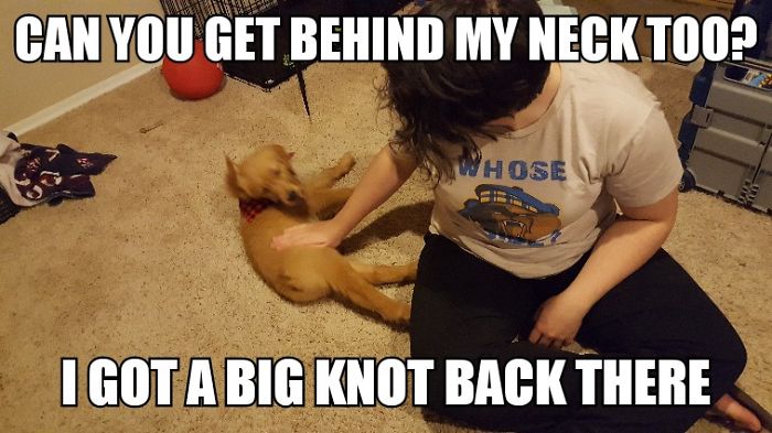 I Took Photos Of My 4-month-old Puppy & Added Captions To Them Of Her Thoughts