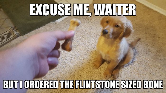 I Took Photos Of My 4-month-old Puppy & Added Captions To Them Of Her Thoughts