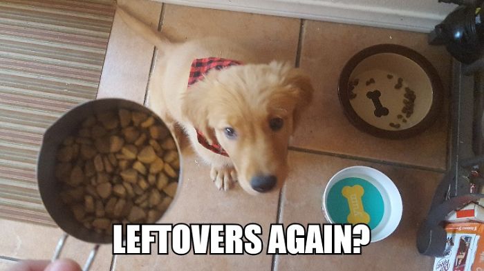 I Took Photos Of My 4-month-old Puppy & Added Captions To Them Of Her Thoughts