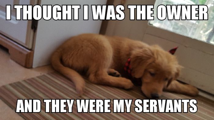 I Took Photos Of My 4-month-old Puppy & Added Captions To Them Of Her Thoughts