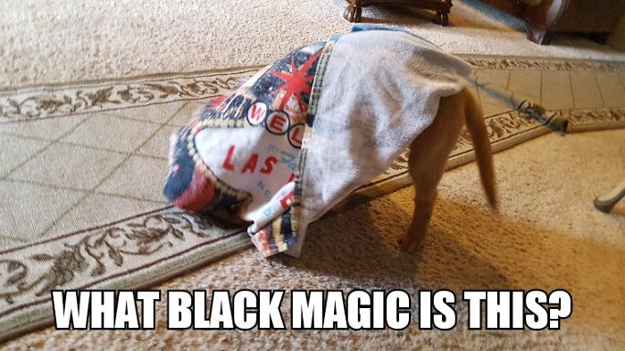 I Took Photos Of My 4-month-old Puppy & Added Captions To Them Of Her Thoughts