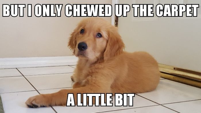 I Took Photos Of My 4-month-old Puppy & Added Captions To Them Of Her Thoughts