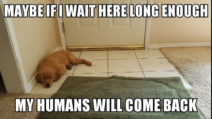 I Took Photos Of My 4-month-old Puppy & Added Captions To Them Of Her Thoughts