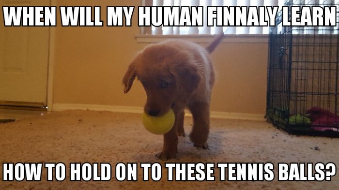 I Took Photos Of My 4-month-old Puppy & Added Captions To Them Of Her Thoughts