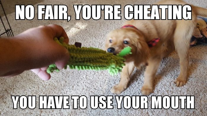 I Took Photos Of My 4-month-old Puppy & Added Captions To Them Of Her Thoughts