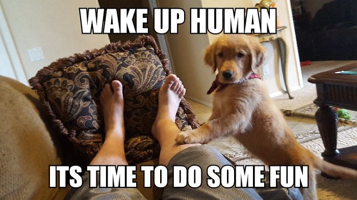 I Took Photos Of My 4-month-old Puppy & Added Captions To Them Of Her Thoughts