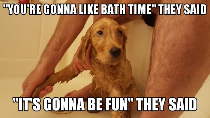 I Took Photos Of My 4-month-old Puppy & Added Captions To Them Of Her Thoughts