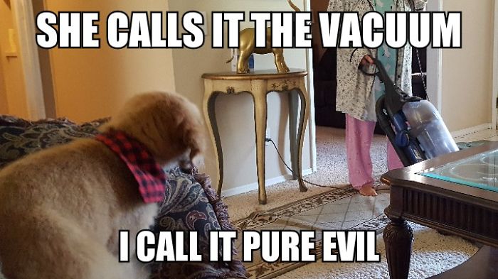 I Took Photos Of My 4-month-old Puppy & Added Captions To Them Of Her Thoughts