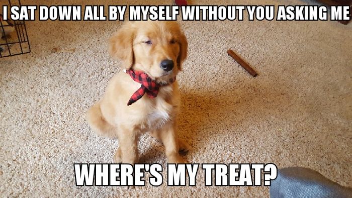 I Took Photos Of My 4-month-old Puppy & Added Captions To Them Of Her Thoughts