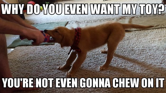 I Took Photos Of My 4-month-old Puppy & Added Captions To Them Of Her Thoughts